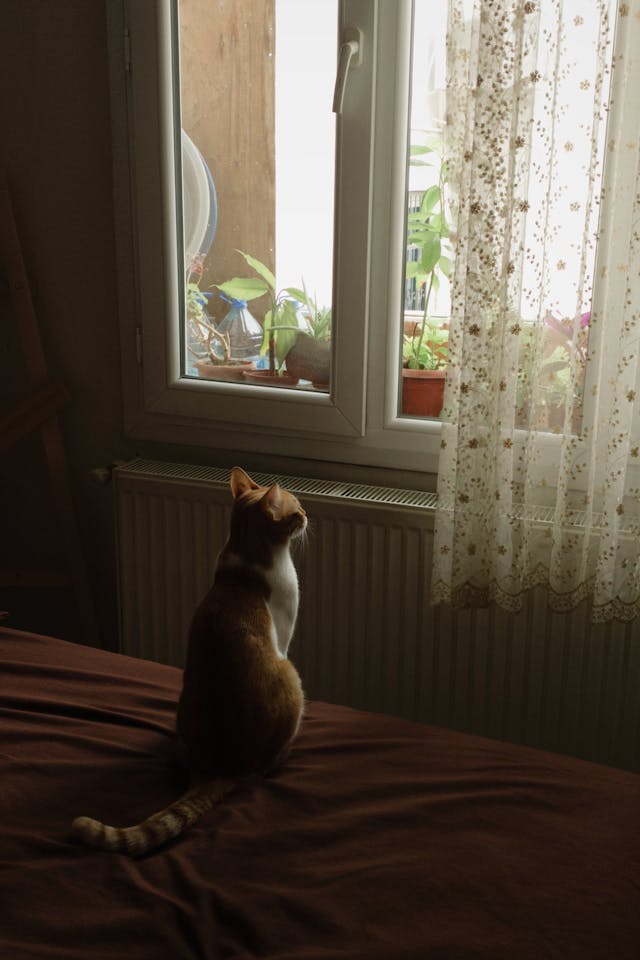 Kattenluik